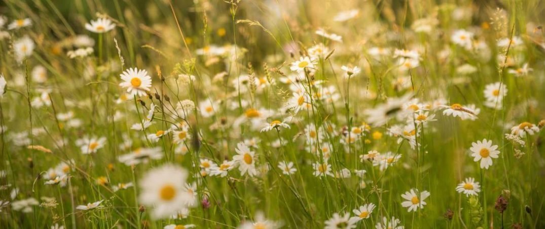 Günlük Hayatınızda Uygulayabileceğiniz Sürdürülebilirlik Önerileri