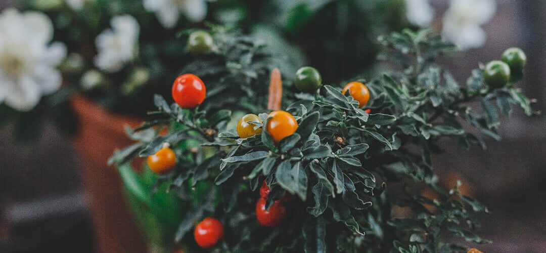 balkon bahçeciliği ekim