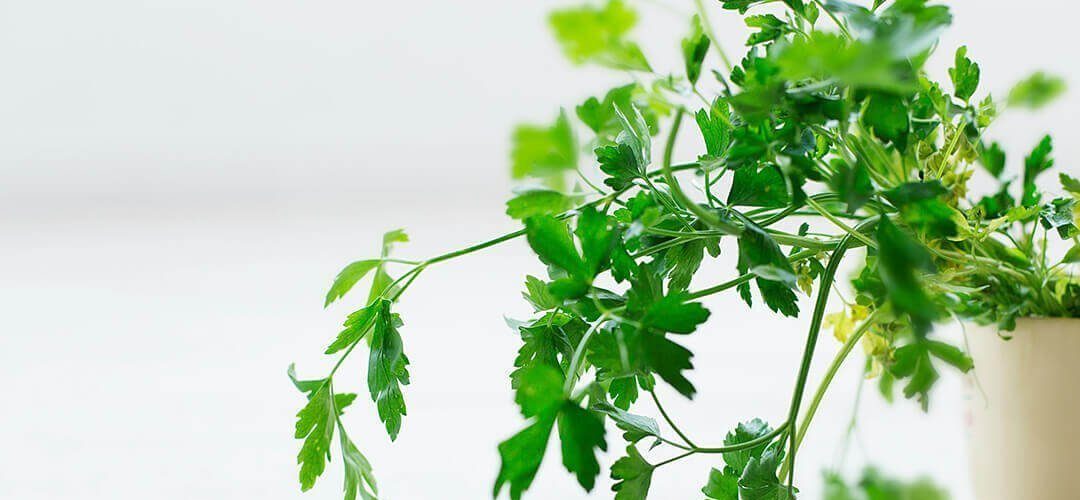 balkon bahçeciliği ekim