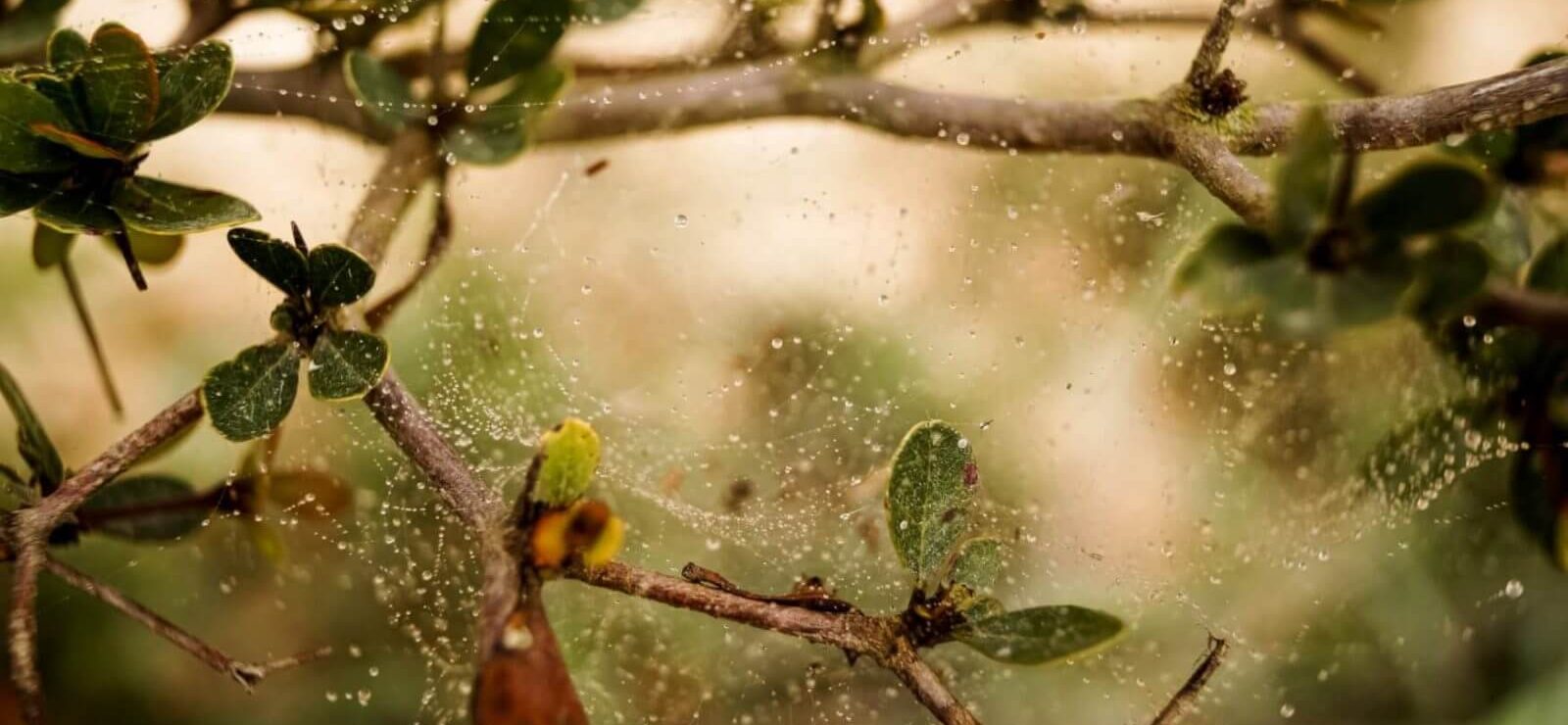 doğa güncesi şubat cemre düşmesi