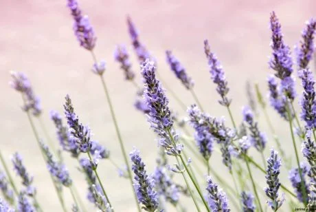 Aromaterapi Günlükleri 3: Lavanta Sakinliği