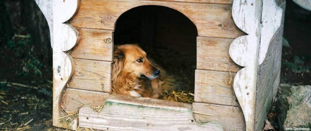 Sokak Hayvanları İçin Sürdürülebilir Barınak Fikirleri