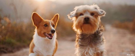 Evcil Hayvanlar İçin Tasarlanmış 10 Teknolojik Ürün