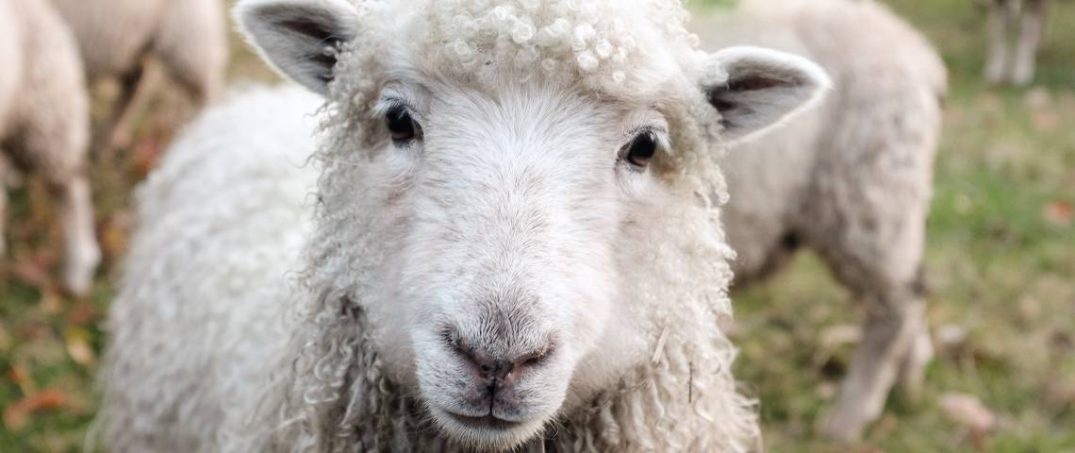 Vegan Ne Demek? Detaylı Veganizm Rehberi