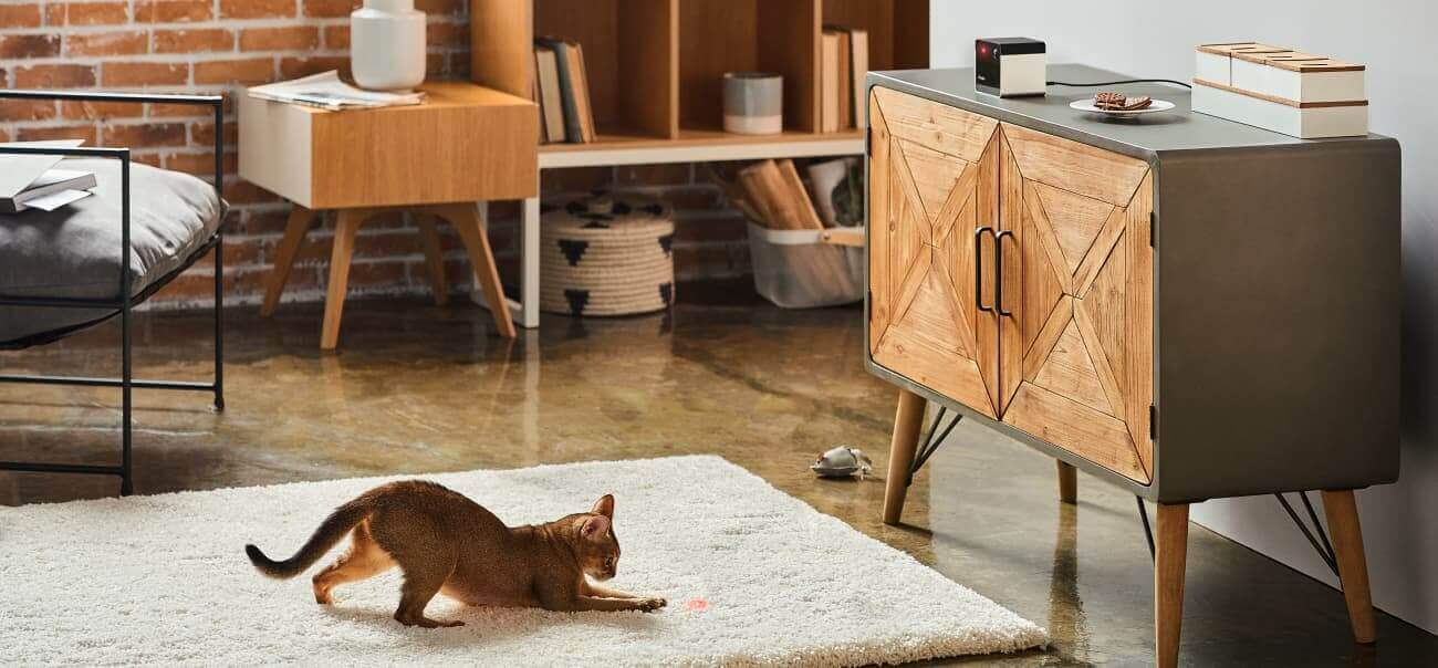 petcube play kedi kamerası