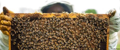 Canlı Yaşamının Devamı İçin: Sürdürülebilir Arıcılık