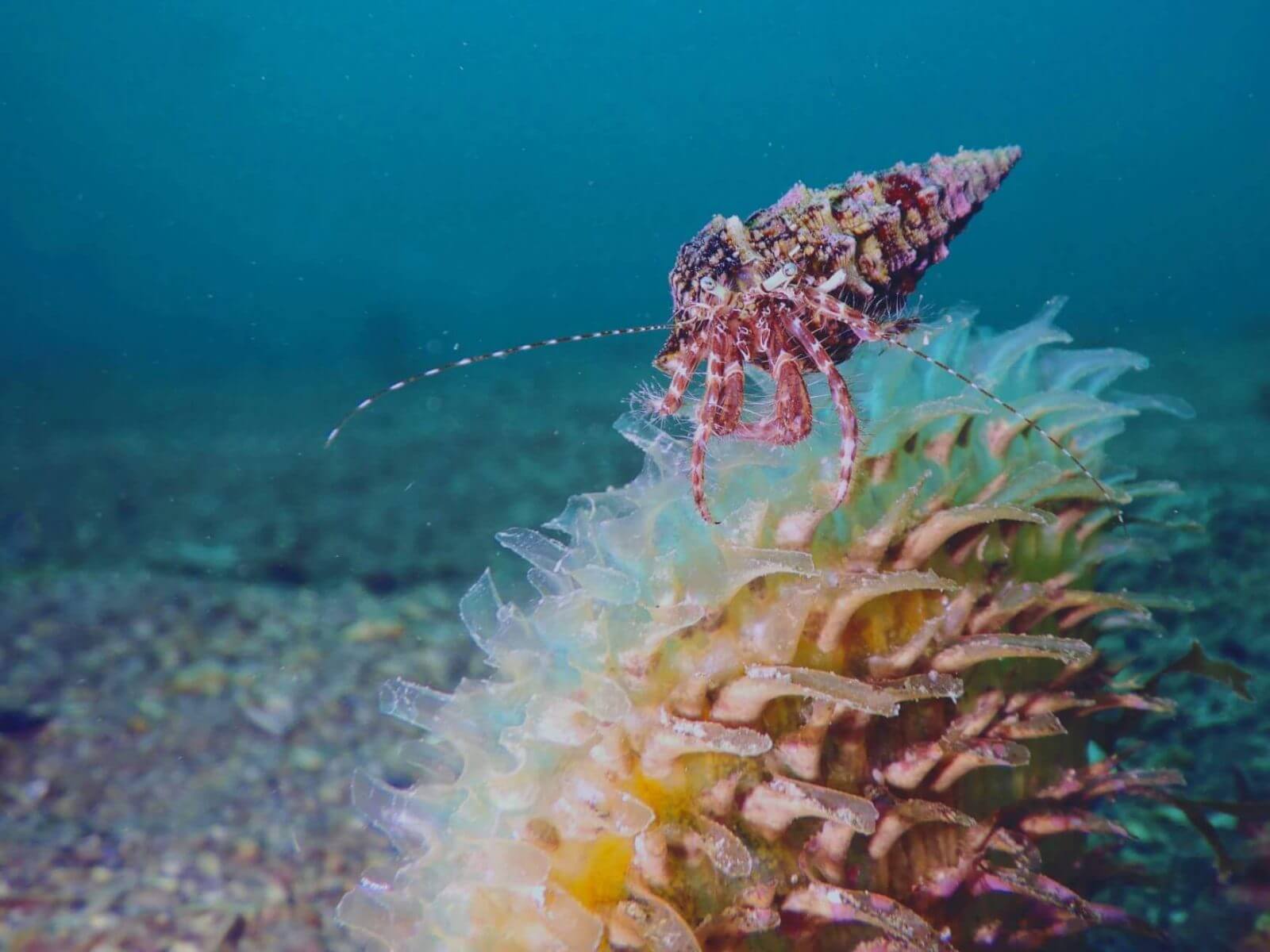 WWF Türkiye keşiş yengeci