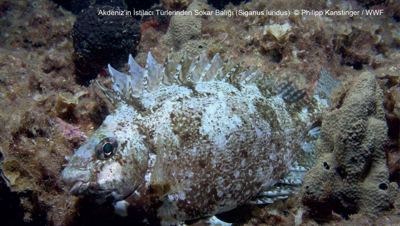 WWF Türkiye, İstilacı Sokar Balığı