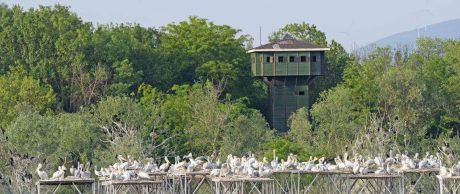 5 Haziran Dünya Çevre Günü’nde WWF-Türkiye’den Uyarı: Son Doğal Kalelerimiz Korunan Alanları Çoğaltalım!