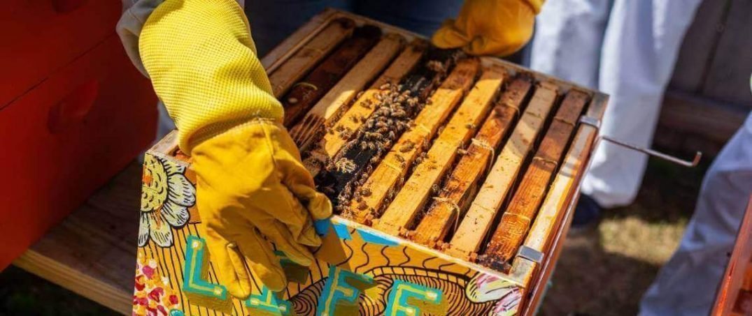 Arı Zehri ile Yapılan Apiterapi Ne Demek?