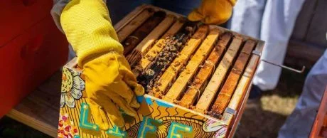 Arı Zehri ile Yapılan Apiterapi Ne Demek?