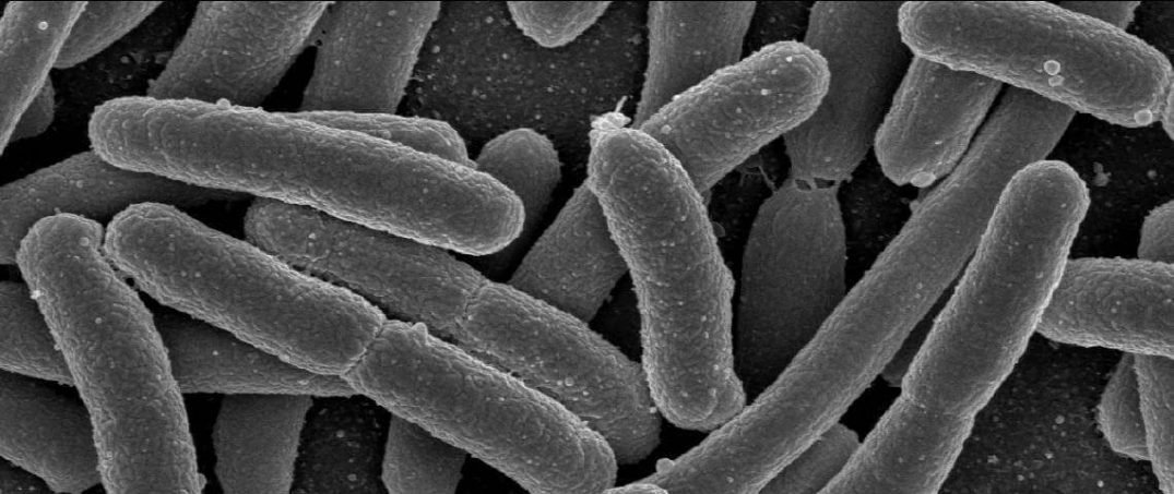 Geri Dönüşüm Yapan Bakteriler