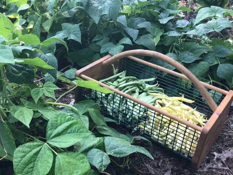 Sürdürülebilir Tarım İlkeleri