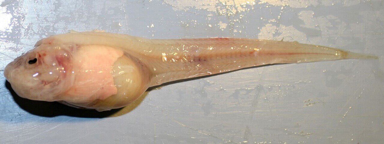 Salyangoz balığı
