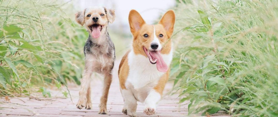 Sürdürülebilir Hayvan Bakımı İçin İpuçları