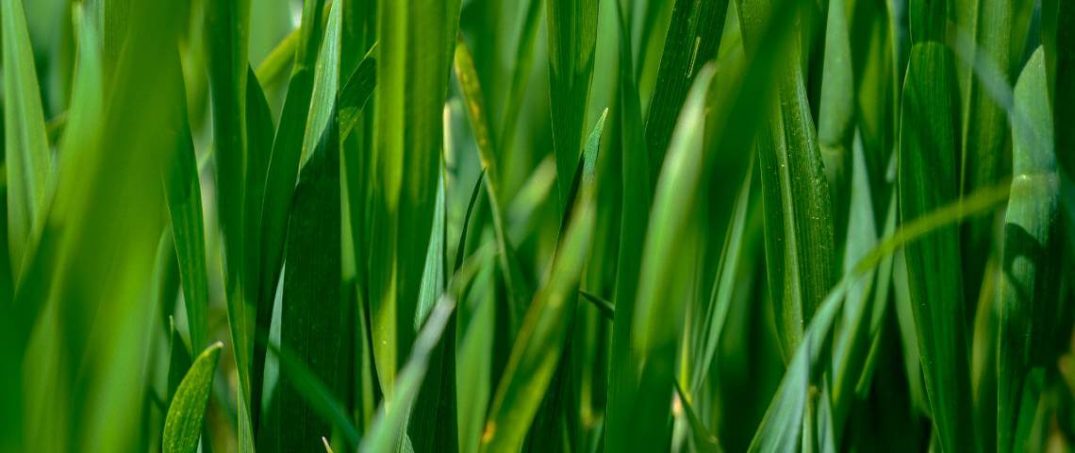 Temizlik Tutkunlarına Aromaterapi: Limon Çimeni