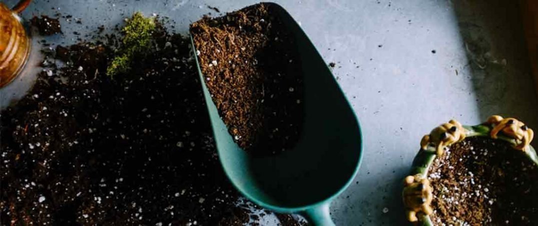 Balkon Bahçeciliği: Ağustosta Hangi Bitkiler Ekilir?