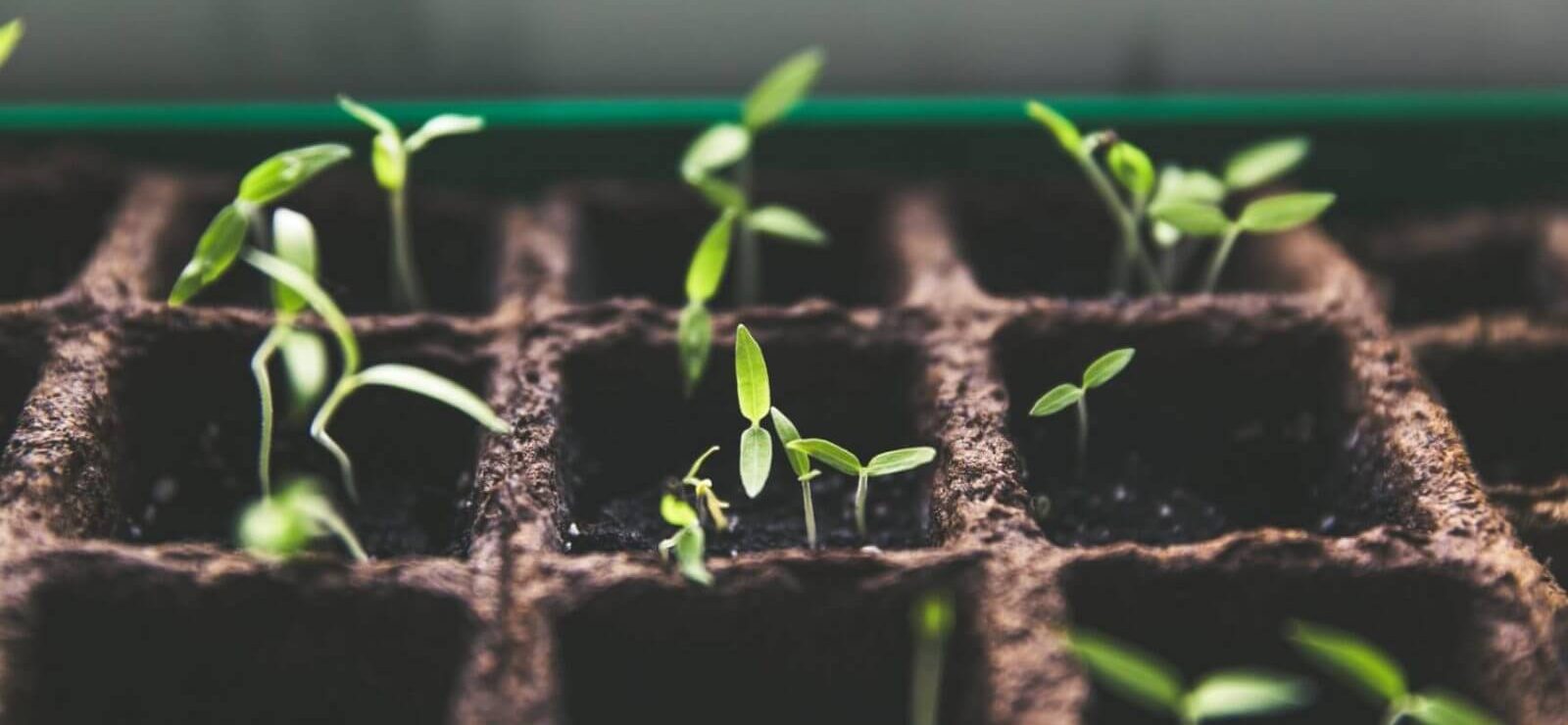 Balkon bahçeciliği Ağustos Roka