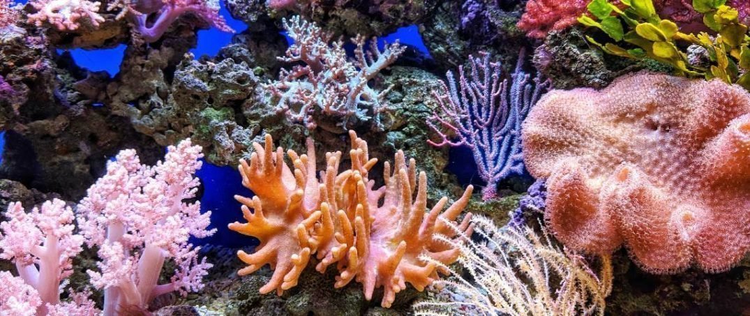 Ekosistem Restorasyonu İçin 10 Yılımız Var