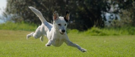 İstanbul'un En İyi Köpek Parkları | 2022 Güncel Bilgiler
