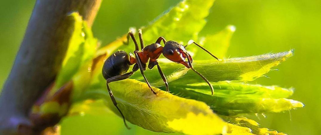 Evdeki Böceklerden Kurtulmak İçin Doğal Yöntemler