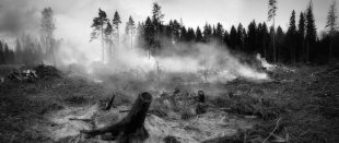 2021 Yılı Orman Yangınları