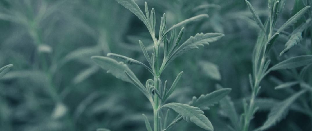 Aromaterapi Günlükleri: Adaçayı