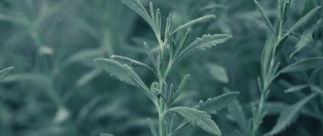 Aromaterapi Günlükleri: Adaçayı