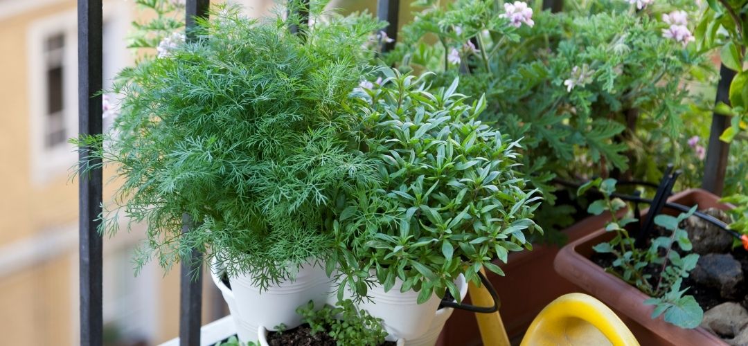 eylül ayı balkon bahçeciliği