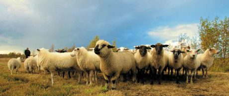 Etin Geleceği Nasıl Olacak?