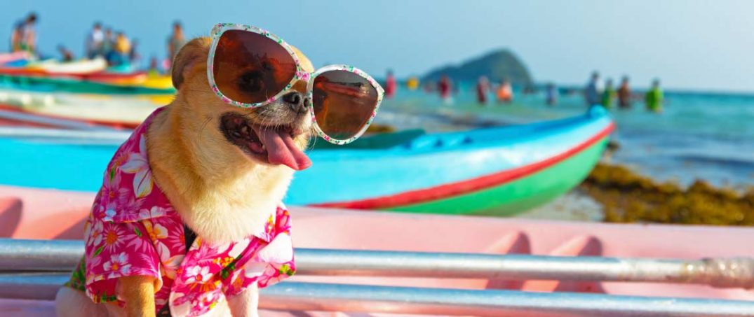 Dünyanın En Ünlü Köpekleri