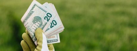 Ekolojide Liberal Görüş