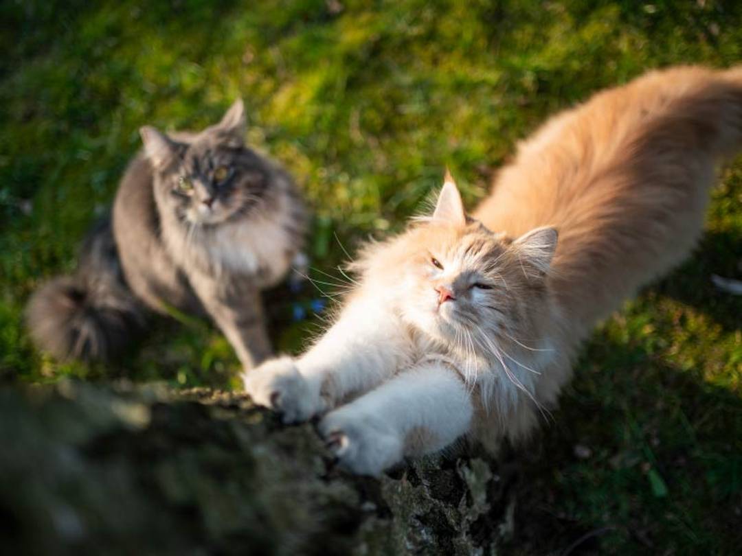 Kediler Hakkında İlginç Bilgiler