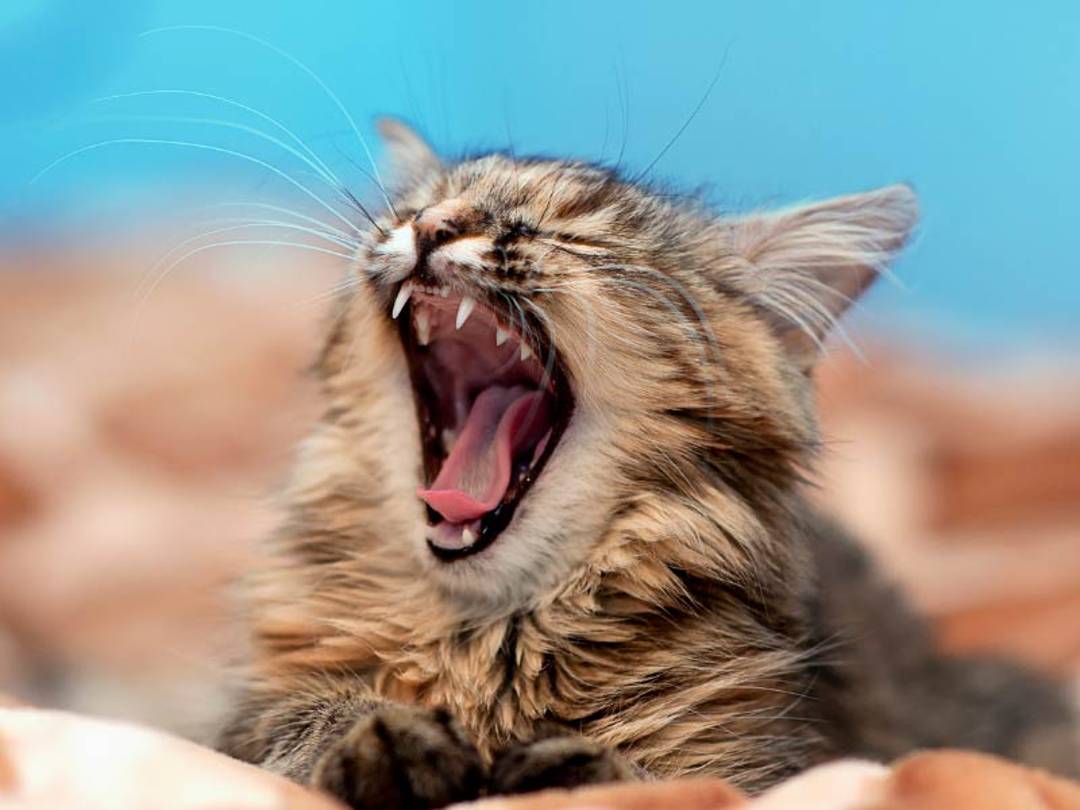 Kediler Hakkında İlginç Bilgiler