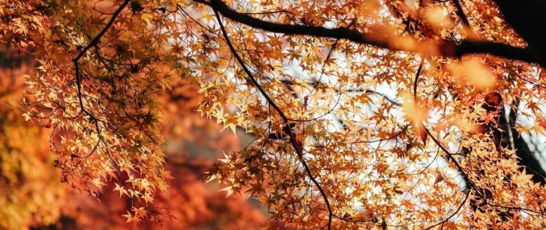 Sonbahar Depresyonu Pozitif Psikoloji ile Nasıl Atlatılır?