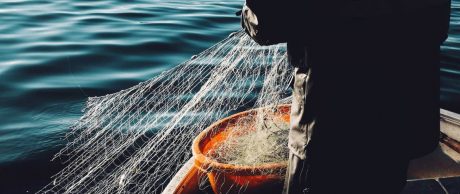 Aşırı Avlanma Su Altı Yaşamına Nasıl Etki Ediyor?