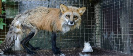 Hayvan Etiği ve Veganlık Hakkında Belgesel Önerileri