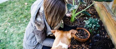 Evcil Hayvanlar İçin Çevre Dostu Etkinlikler