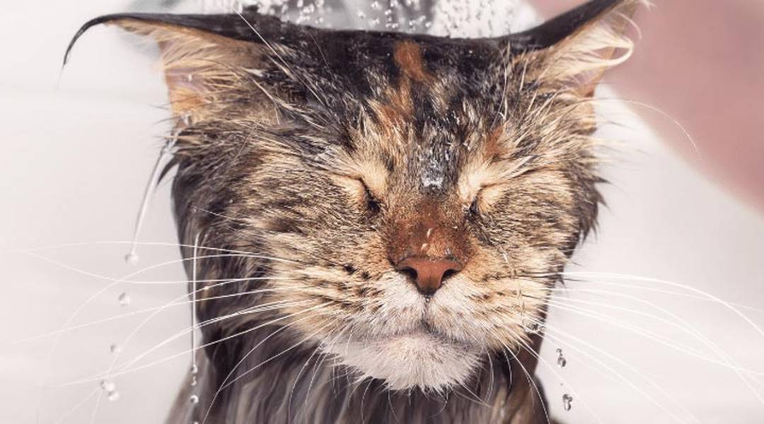 Evde Su Tasarrufu Nasıl Yapılır? | 15 Tasarruf Önerisi