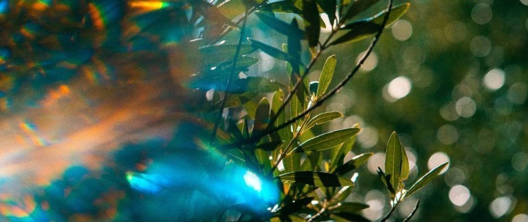 Yapay Fotosentez Nedir? Geleceğimiz Bu Teknolojiye mi Bağlı?