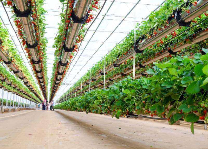 Dikey Tarım Nedir, Nasıl Yapılır, Faydaları Nelerdir?