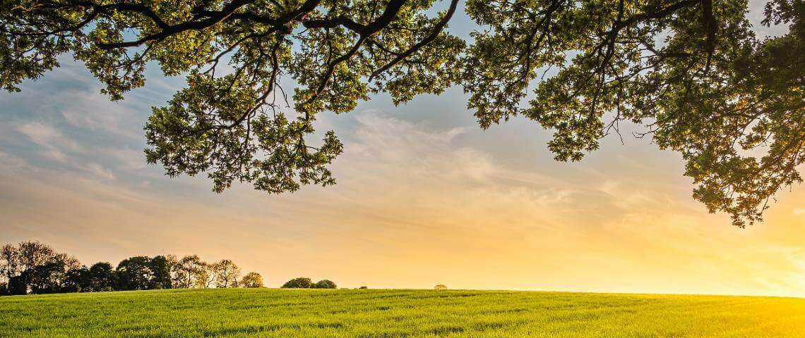 Doğal Tarım Nedir? l Masanobu Fukuoka’nın Yolculuğu