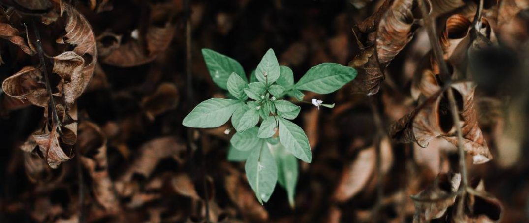 Growth Mindset ve Fixed Mindset Nedir?