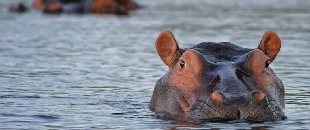 15 Şubat Su Aygırı Günü