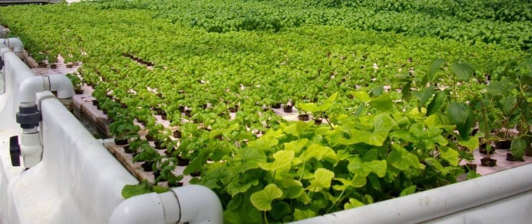 Balık Gübresi ile Bitki Yetiştirmek: Akuaponik Nedir?