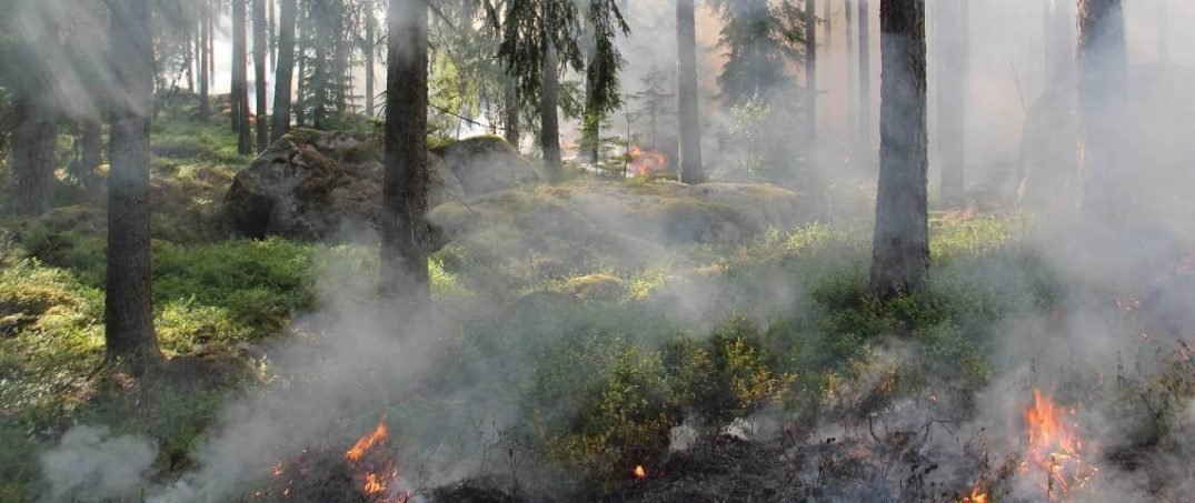 Ekolojik Kriz Diye Bir Şey Yok(!)