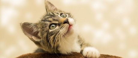 Kedilerin Hareketleri ve Anlamları