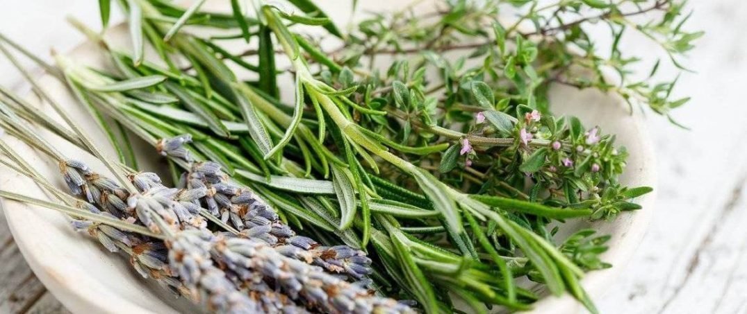 Öksürüğe İyi Gelecek Doğal Balgam Söktürücü Bitkiler