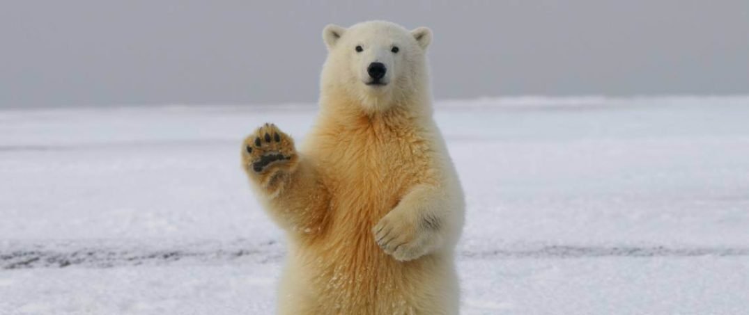 27 Şubat Kutup Ayıları Günü