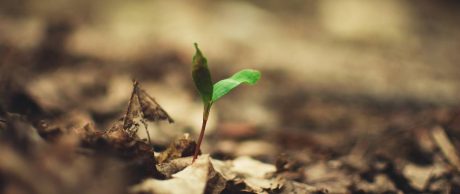 Çevresel Sürdürülebilirlik İçin Bağış Yapılabilecek Kurumlar